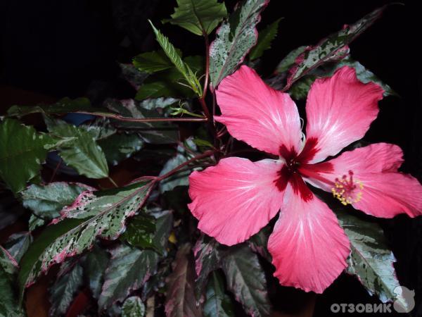 Цветок гибискуса пестролистного