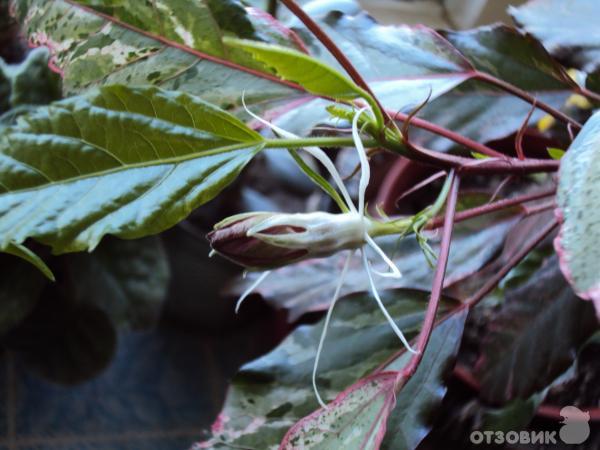 бутон гибискуса