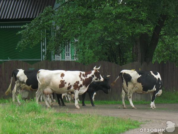 Академическая дача имени И. Е. Репина, город Вышний Волочек (Россия, Тверская область) фото