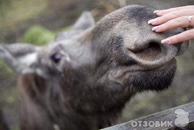 Дом отдыха Волжский прибой (Россия, Кострома) фото