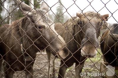 Дом отдыха Волжский прибой (Россия, Кострома) фото