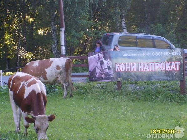 Озеро Ая (Россия, Алтайский край) фото