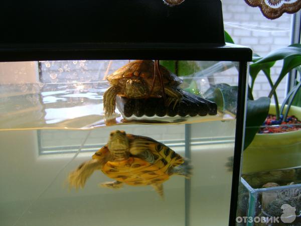 Как обустроить аквариум для черепахи